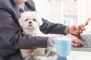 pet friendly office amenities crea